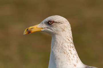 Portrait of a seagull with yellow peak
