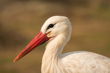 Natural profile of a elegant stork