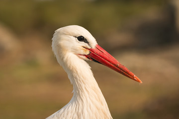 Natural profile of a elegant stork