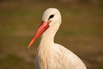 Natural profile of a elegant stork