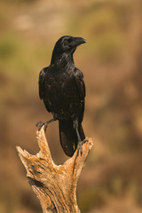 Crow in the nature