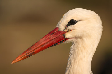 Natural profile of a elegant stork