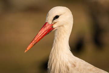 Natural profile of a elegant stork