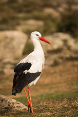 Elegant white stork walking in the field