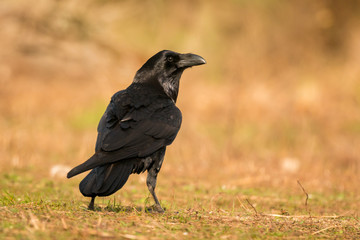 Fototapeta premium Crow in the nature