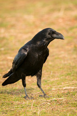 Crow in the nature