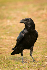 Crow in the nature