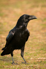 Crow in the nature