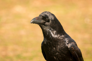 Crow in the nature