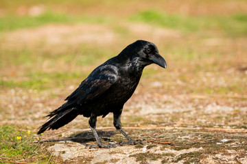 Crow in the nature