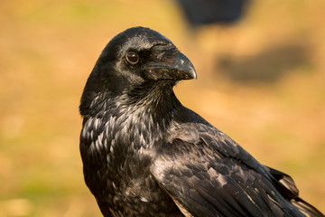 Crow in the nature