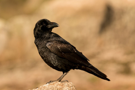 Crow in the nature
