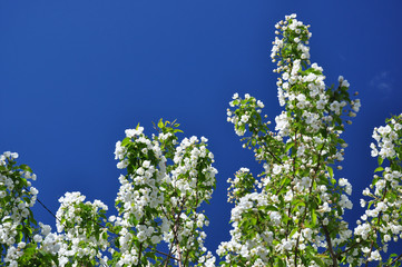 Blooming apple branches on background of blue sky