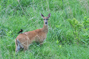 Deer with a bird along for the ride in the wild