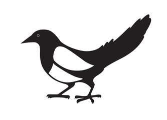 Magpie. Black and white image on white background.