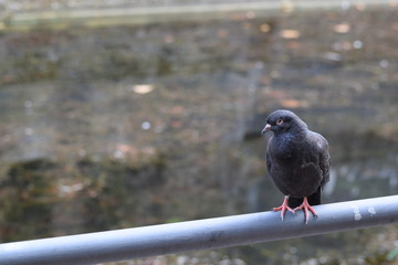 Pigeon
