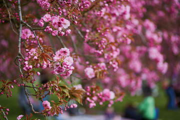Beautiful cherry blossom on a spring day