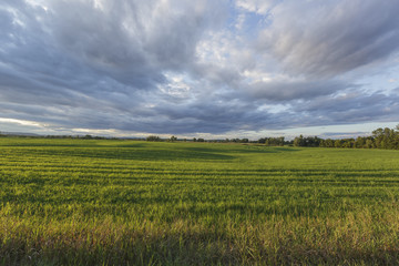 country field
