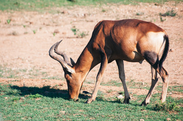 Addo elephant national park,eastern cape,South africa