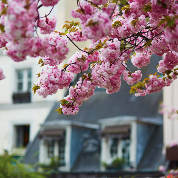 Typical Parisian building and cherry blossom trees
