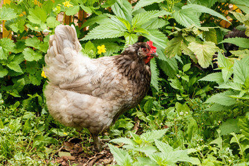 Сhicken breeds Araucana