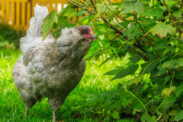 Сhicken breeds Araucana