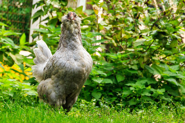 Сhicken breeds Araucana