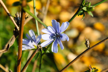 Blue meadow flower in Spring