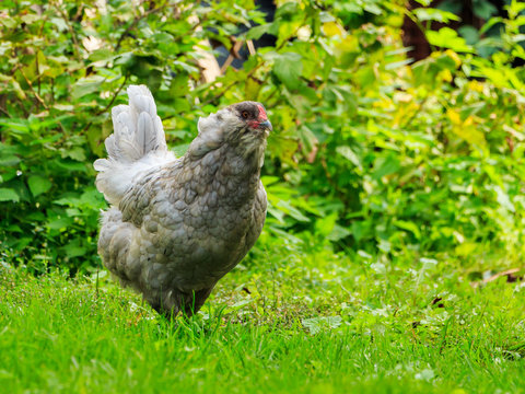 Сhicken breeds Araucana