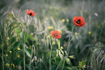 Red poppies in the field with green grass