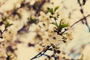 Flowering cherry tree on the background of nature. Spring flower