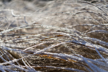 Frozen grass