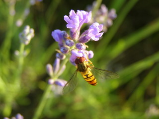 Lawenda w ogrodzie © bnorbert3