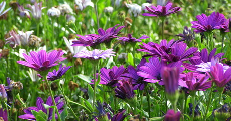 Osteospermum - stokrotki afrykańskie © bnorbert3