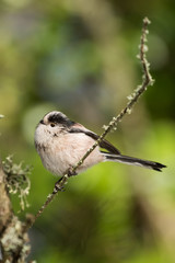 Long-tailed Tit, Tit, Aegithalos caudatus