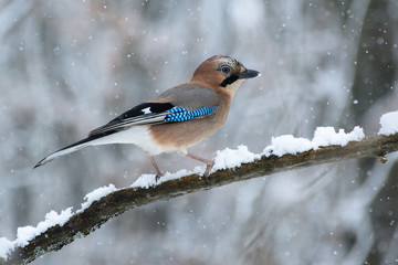 Сойка и снег