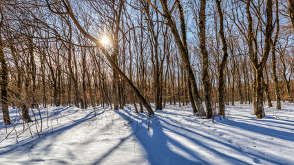 Morning in snowy forest