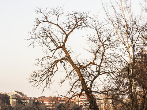 rami di albero senza foglie