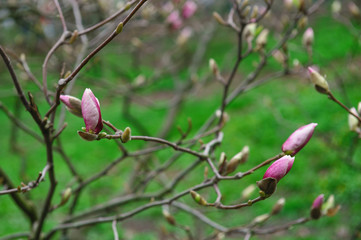 blooming magnolia tree in the spring garden