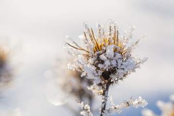 Withered and dry thistle flower in winter rime