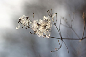 Wilde Clematis im Gegenlicht