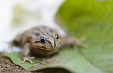 Obraz premium Toad