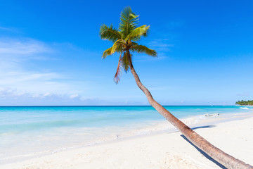 Coconut palm grows on Saona beach