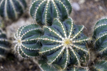 Group of blue green succulent cacti with thin yellow thorns