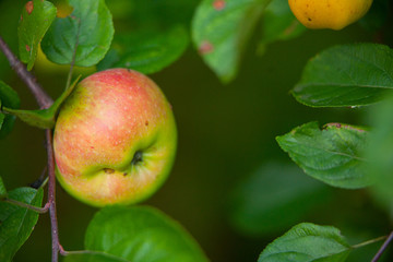 green organic apples on branch on  green background