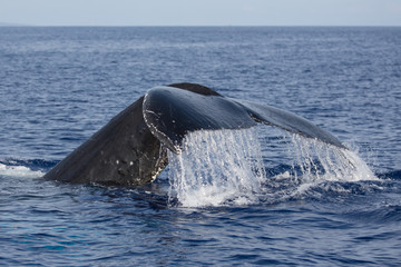 Fototapeta premium Buckelwal, Megaptera novaeangliae, humpback whale, Schwanzflosse, Springender Buckelwal, Hawaii, Maui, USA