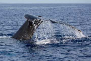 Fototapeta premium Buckelwal, Megaptera novaeangliae, humpback whale, Schwanzflosse, Springender Buckelwal, Hawaii, Maui, USA