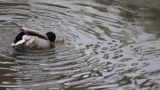 accouplement de canard colvert