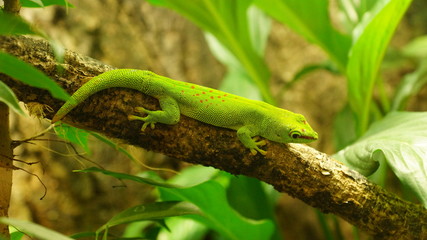 schöner grüner Madagaskar-Taggecko - Phelsuma madagascariensis