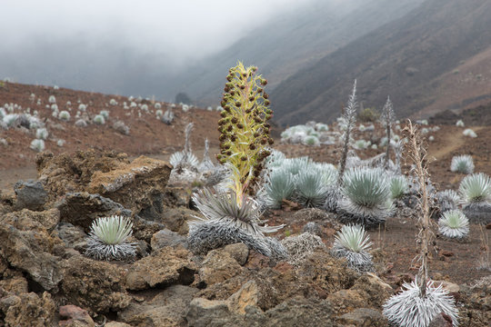 Silberschwert, Silversword, Haleakala, Hawaii, USA, Big Island, Pflanze